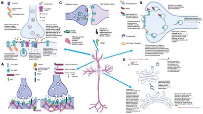 Regulation of Inhibitory Signaling at the Receptor and Cellular Level; Advances in Our Understanding of GABAergic Neurotransmission and the Mechanisms by Which It Is Disrupted in Epilepsy